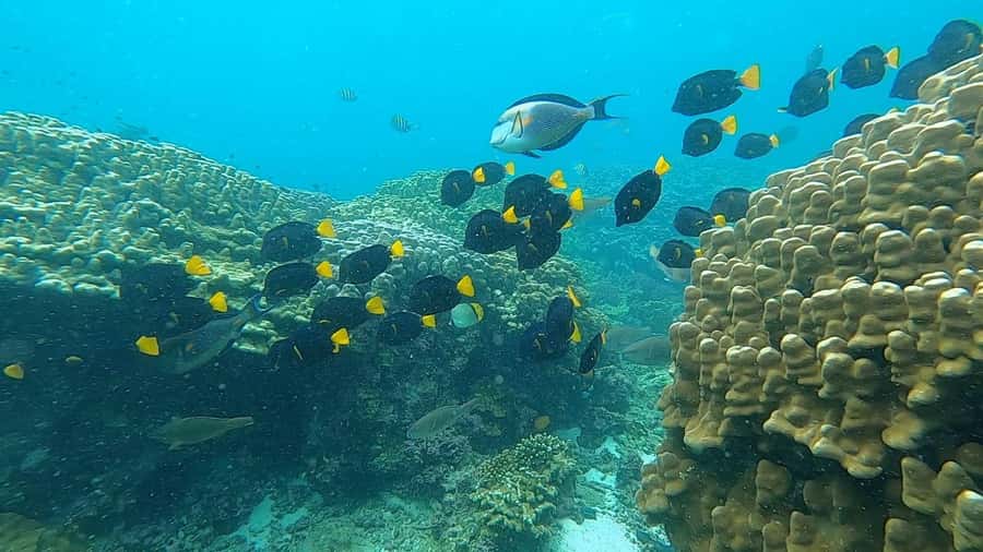 Oman: Snorkeling Trip at Daymaniyat Islands - Is $94 a fair price?