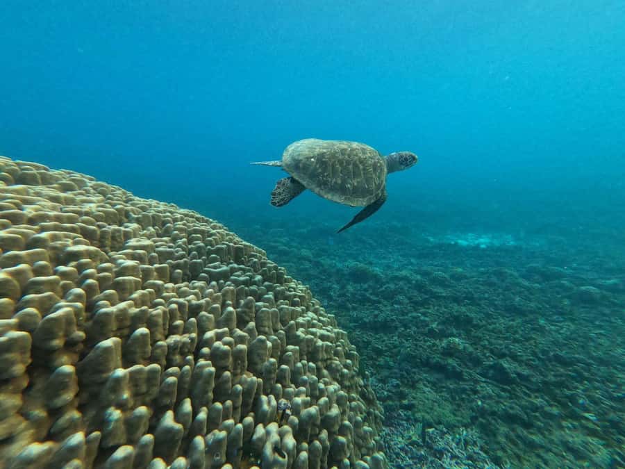Oman: Snorkeling Trip at Daymaniyat Islands - Who will enjoy this trip most
