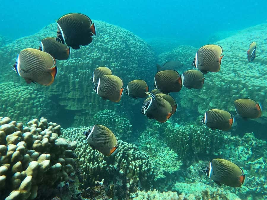 Oman: Snorkeling Trip at Daymaniyat Islands - Practical preparation for the morning