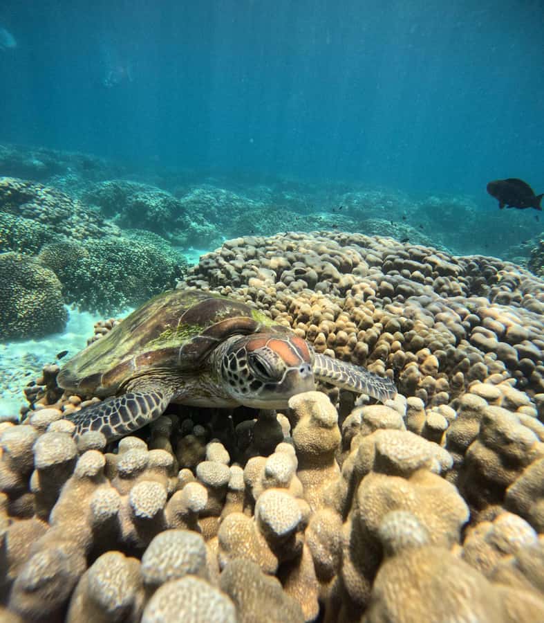 Oman: Snorkeling Trip at Daymaniyat Islands - Setting out on the shaded boat