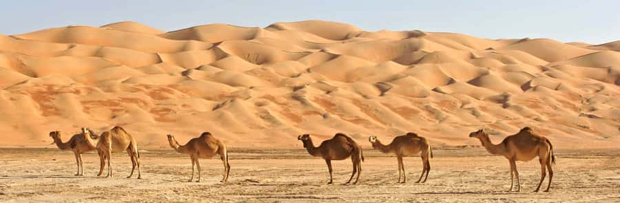 Oman: Wahiba and Wadi Bani Khaled Private Trip - Wadi Bani Khalid: the day’s strongest stop