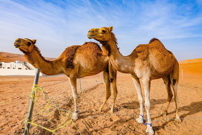 Private 2 Days 1 Night Wahiba Sands Desert and Wadi Bani Khalid Tour - What the $580 price really covers