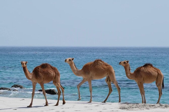 Private Caribian Orient (Swiming in Fazayeh Beach ) - Why this western Dhofar route works so well