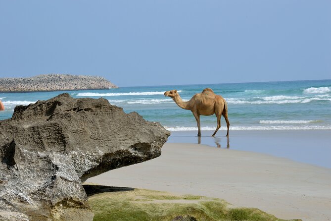 Private Caribian Orient (Swiming in Fazayeh Beach ) - Who should book this experience