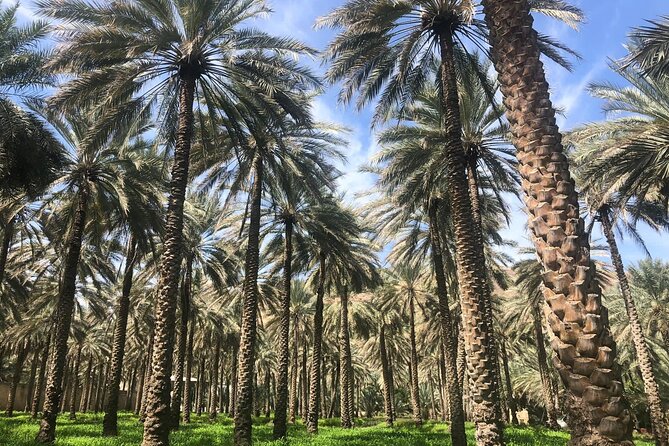 Private Friday Cattle Market-Nizwa and Jebel Akhdar-Full-Day Tour - Jebel Akhdar, Oman’s Green Mountain