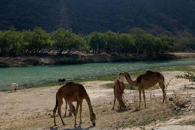 Private Full-Day East Oman Tour from Salalah with Lunch - Mirbat connects forts, horses, spices, and frankincense