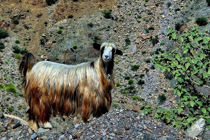 Private Full-Day Jebel Akhdar-Al Suwjara Village Tour - Diana’s Viewpoint and the power of a single panorama