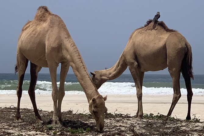 Private Guided Tour to West Beaches of Salalah - The zigzag road to Fazayah Beach