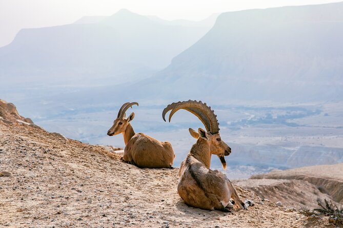 Private Muscat tour to the Grand Canyon Nizwa - Nizwa Fort and the souq in 90 minutes