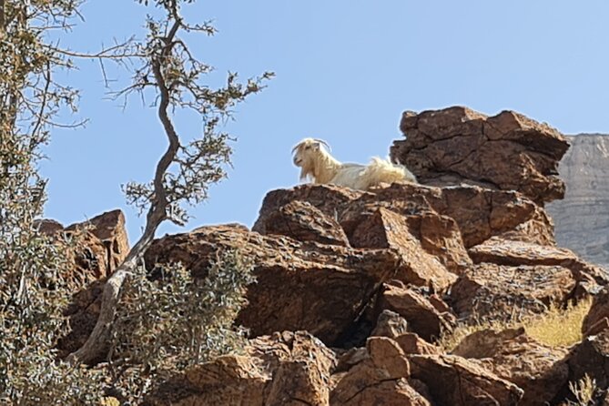 Private Overnight Nizwa & Jebel Akhdar Tour from Muscat - The 4WD, private guide, and pace