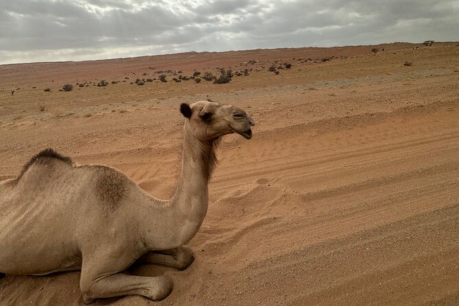 Private Safari tour and Wadi in 4x4 with a local guide - Why combine Wadi Bani Khalid and Wahiba Sands?