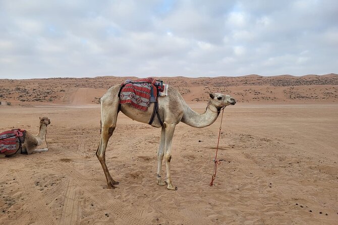 Private Safari tour and Wadi in 4x4 with a local guide - Practical details before you book
