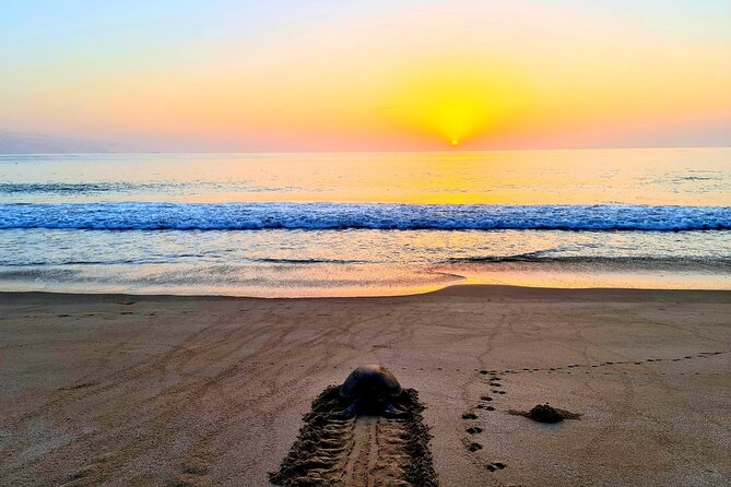 Private Wadi Shab - Ras Al Hadd Overnight - 2 Days Tours - A long coastal journey with two memorable rewards