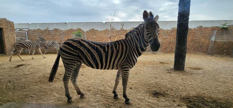 Safari World Zoo and Wahiba Sands with Sunset - Returning to Muscat after dark