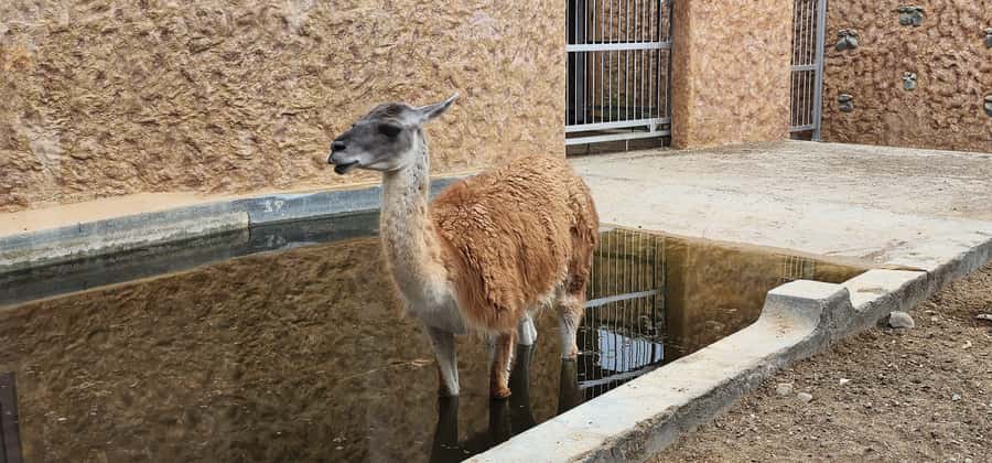 Safari World Zoo and Wahiba Sands with Sunset - Who will enjoy this desert day?
