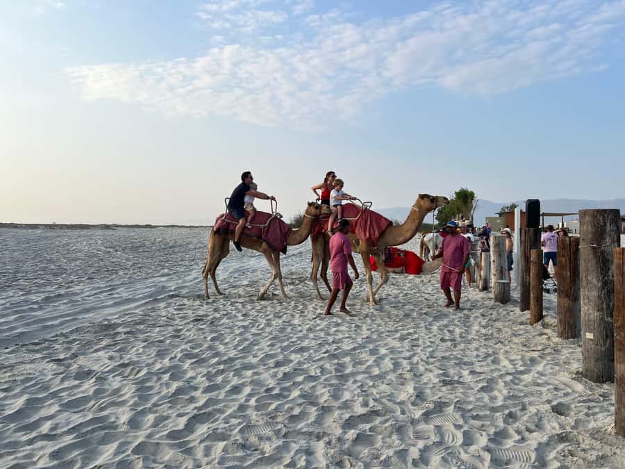 Salalah: Camel Riding on the Beach - What the 30-Minute Ride Feels Like