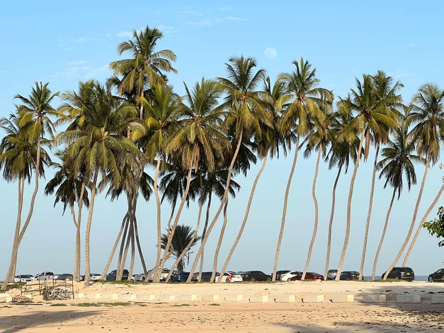 Salalah: Camel Riding on the Beach - The $45 Question: Is It Good Value?