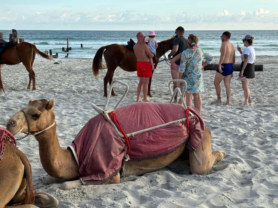 Salalah: Camel Riding on the Beach - Who Should Book This Salalah Experience?