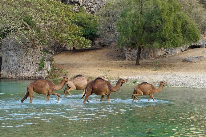 Salalah City and East Tour Combo (Darbat falls, Razat spring) - Al-Hosn Palace and Salalah’s frankincense trade
