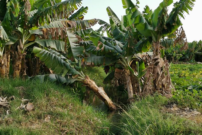 Salalah City private tour - all-inclusive sightseeing tour - Coconut and banana plantations