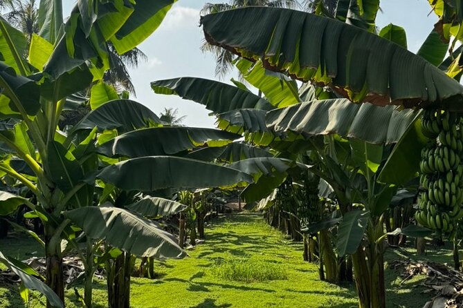 Salalah City Tour: Discover Salalahs Treasures with a Local Guide - What $125 per person really buys you