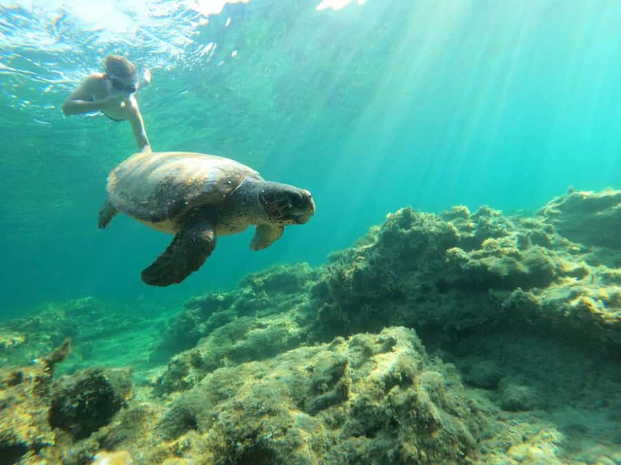 Salalah: Discover Mirbat's Snorkeling Paradise Guided Tour - Reaching Mirbat from Salalah