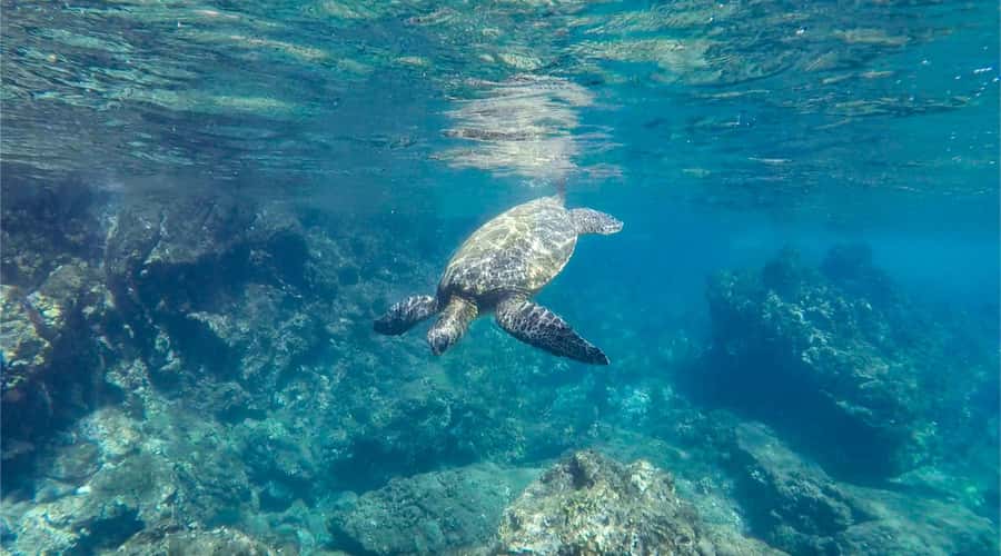 Salalah: Discover Mirbat's Snorkeling Paradise Guided Tour - The guided water time
