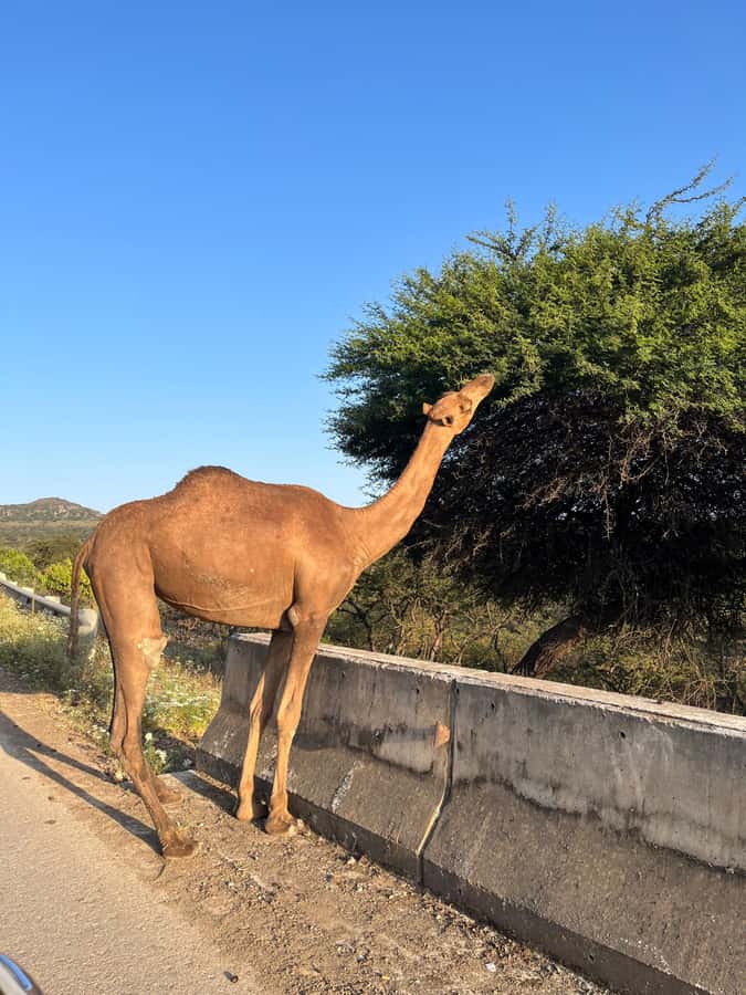 Salalah East Adventure: Waterfalls, Mountain & Safari - Gravity Hill brings a bit of road-side fun