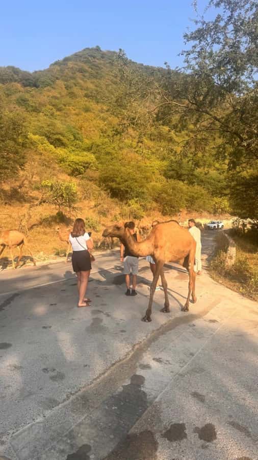 Salalah East Tour: Taqah , Darbat waterfall,camel's baobab - The guide can shape the quality of the day