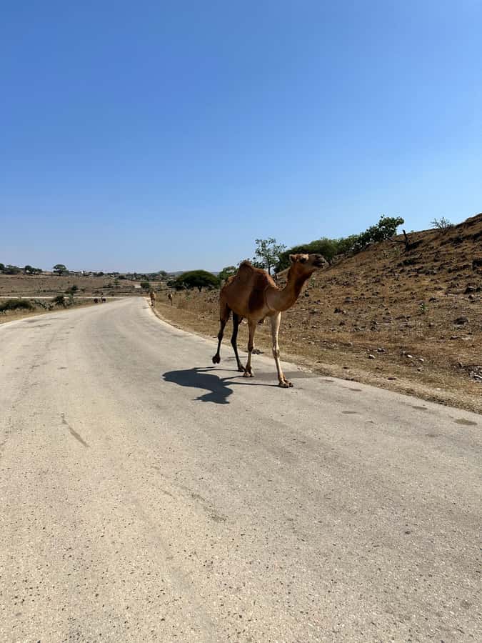 Salalah: Half-Day Guided Tour to Wadi Darbat & Mount Samhan - Who will get the most from this tour