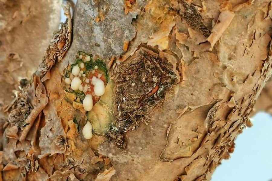 Salalah's Hidden Gems: East & West Adventure - The frankincense trail links the two regions