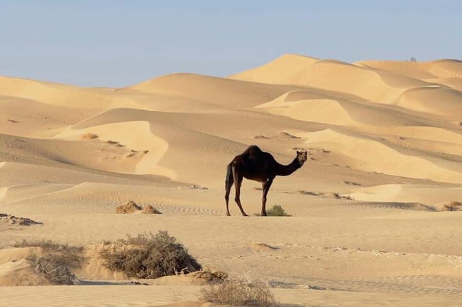 Salalah: Sunset desert safari tour in salalah(private tour) - Black Camels and Everyday Desert Culture