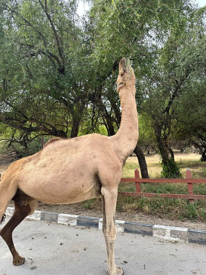 Salalah: Wadi Darbat, ,Teeq Cave - Baobou Trees Tour - Why this eastern Dhofar route works