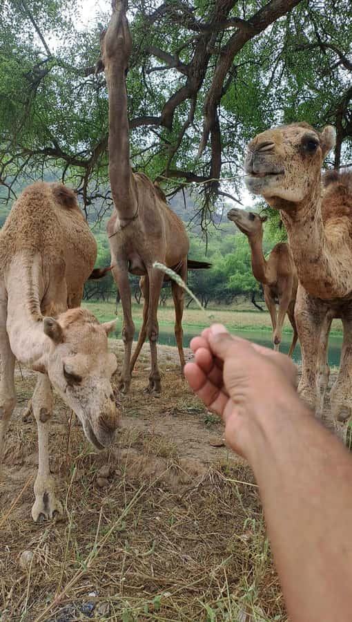 Salalah: Wadi Darbat, ,Teeq Cave - Baobou Trees Tour - Taqah Beach begins the day with open views