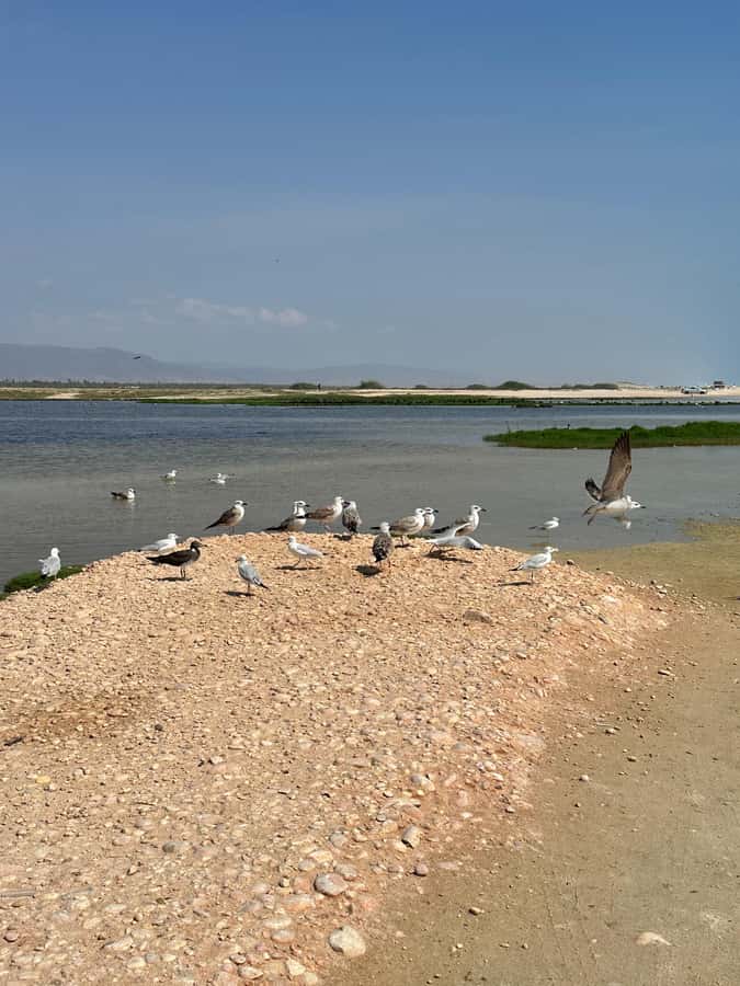 Salalah: Wadi Derbat, Jabal Samhan, & Sinkhole Private Tour - Who should book this East Salalah outing?