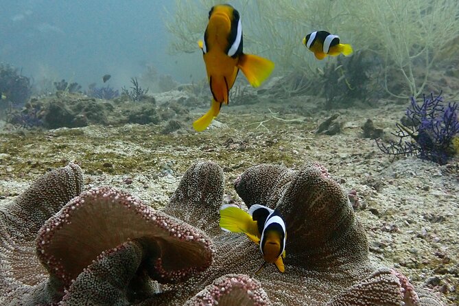 Scuba Diving Adventure in Musandam, Oman - Boarding the boat and preparing your equipment