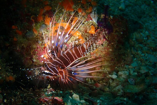 Scuba Diving Adventure in Musandam, Oman - Two sites, with up to 60 minutes in each