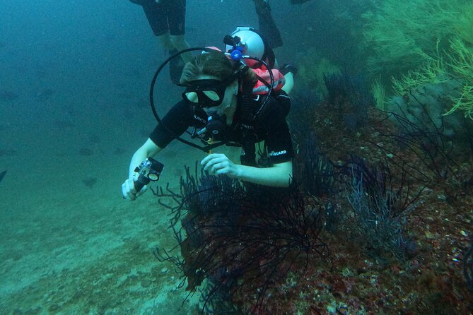 Scuba Diving Adventure in Musandam, Oman - What you may see below the surface