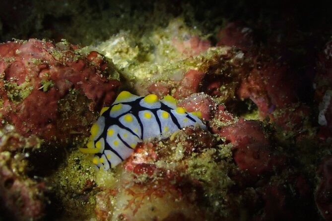 Scuba Diving Adventure in Musandam, Oman - Safety and equipment deserve attention