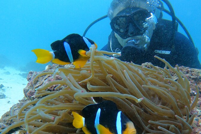 Scuba Diving in muscat - Quick reasons to consider this Muscat scuba outing