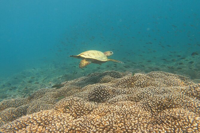 Scuba Diving in muscat - Underwater sites, turtles, eels, and reef fish