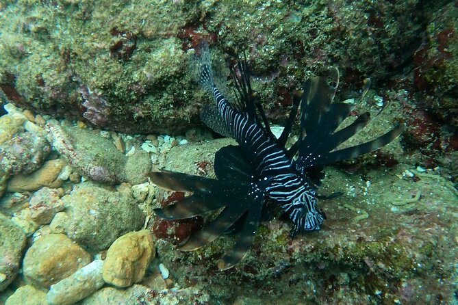 Scuba Diving in muscat - Who should book this experience