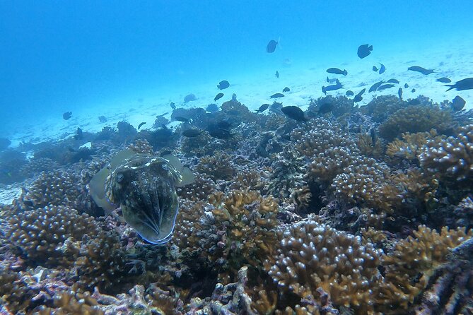 Scuba Diving in muscat - Practical tips before your 8 a.m. start