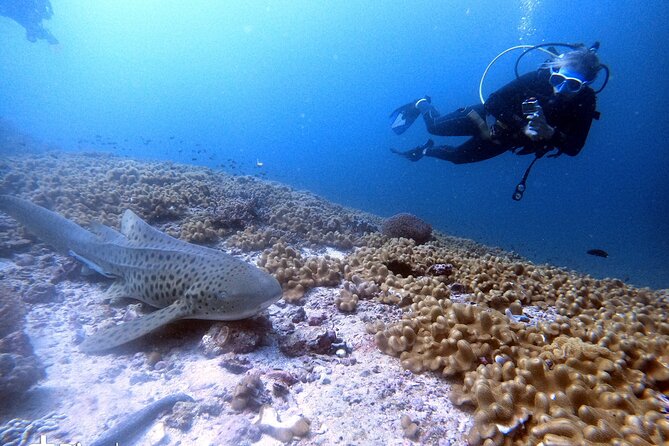 Scuba Diving Trips to Dimaniyat Islands - What you may see around the 22 sites