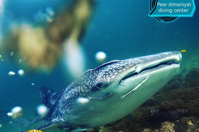 Scuba Diving Trips to Dimaniyat Islands - What is included in the $176 price