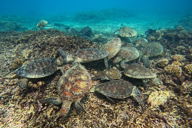 Snorkeling Adventure to Daymaniat Islands - What you see at the first snorkeling site