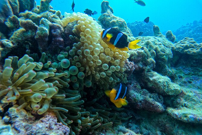 Snorkeling Adventure to Daymaniat Islands - Beach time from November through April