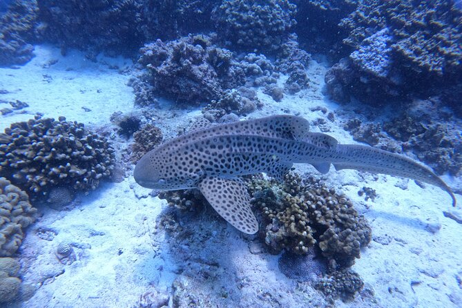 Snorkeling Adventure to Daymaniat Islands - What the day feels like in practice