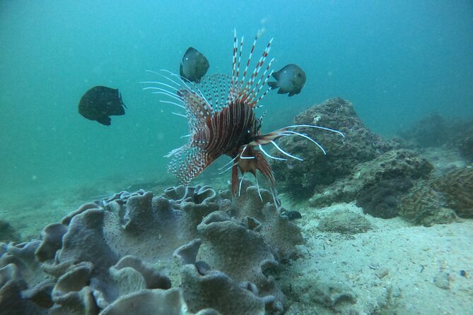 Snorkeling at Dimaniyat Islands and Dolphin Watching - Al Alam Palace on the return route