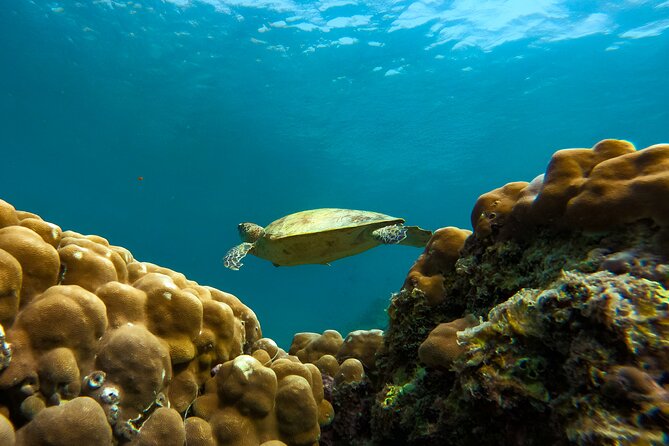 Snorkeling Experience at Ad Daymaniyat Islands in Muscat - Why the turtles make this Muscat trip special